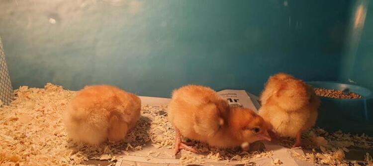 Chicks Chicks
